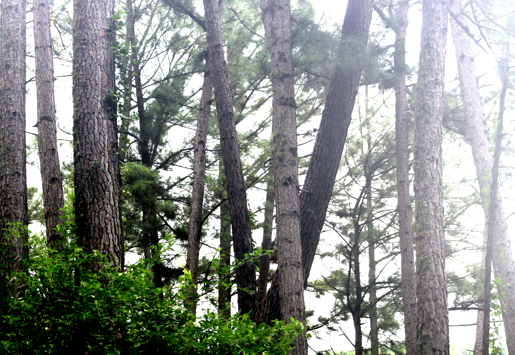 Forests in the Caribbean