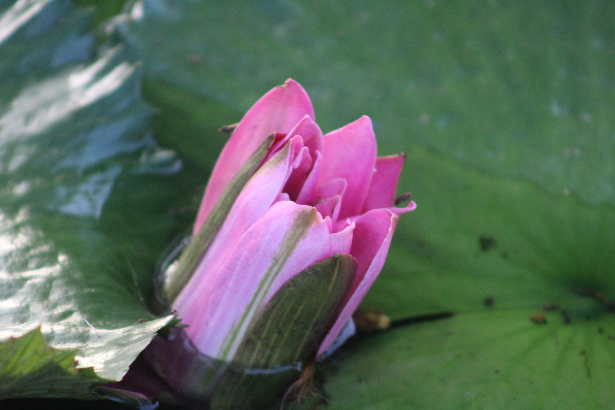 The Wondrous Water Lily