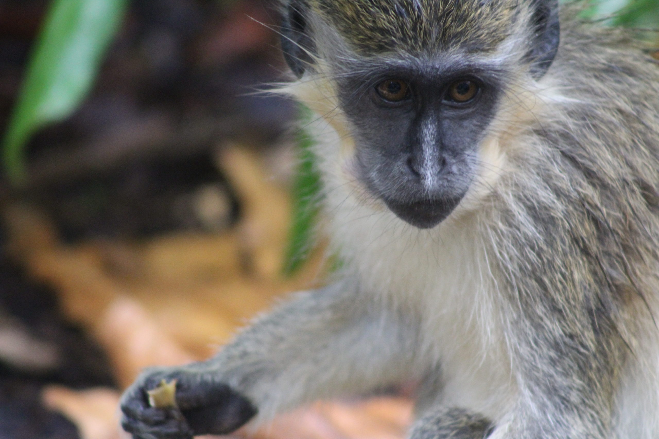 The Green Monkey and Tourism Development in Barbados